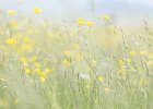 1 Buttercup Meadow.jpg